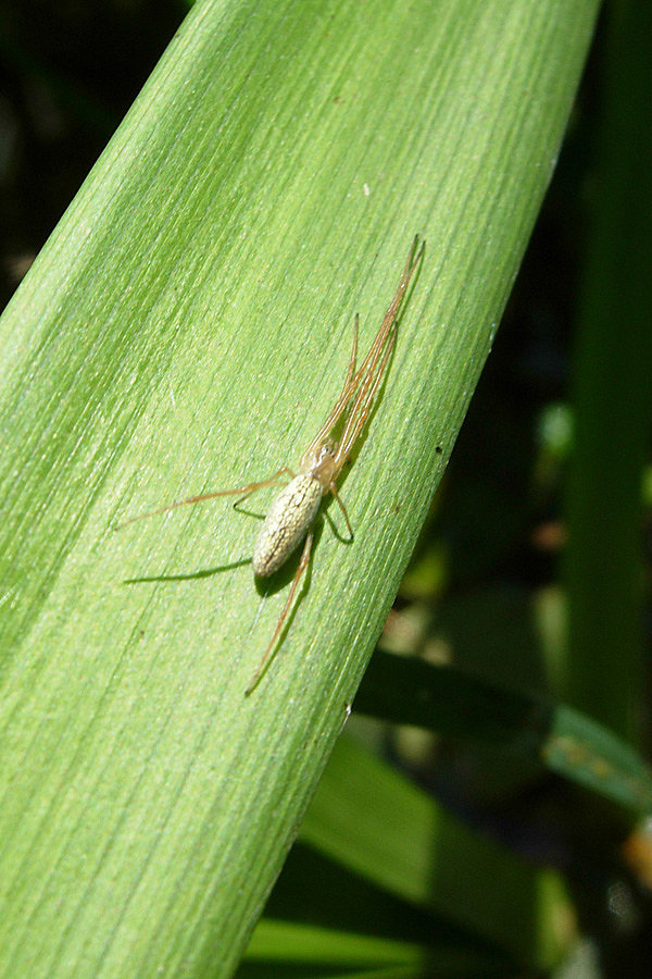 Tetragnatha sp.